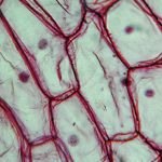 Light photomicrograph of an Onion epidermus seen through a microscope